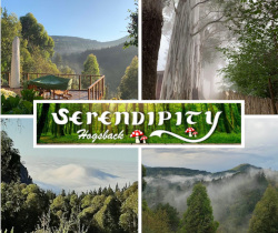 Serendipity