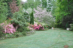 Applegarth Gardens and Nursery