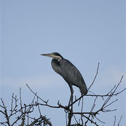 Birding in Hogsback