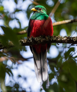 Guided Birding Walks