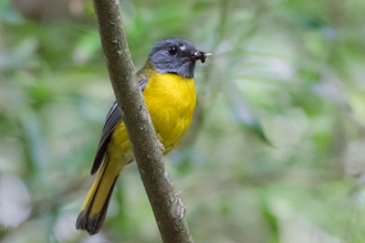 White Starred Robin