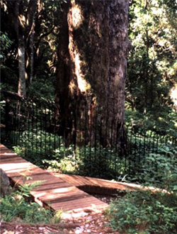 The Big Tree. Click on image to enlarge
