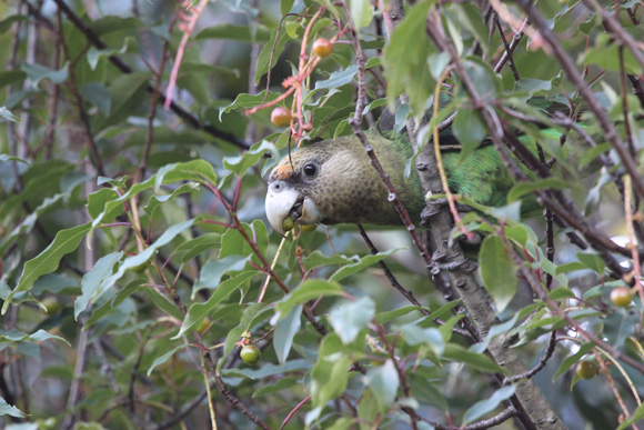 The Cape Parrot Project