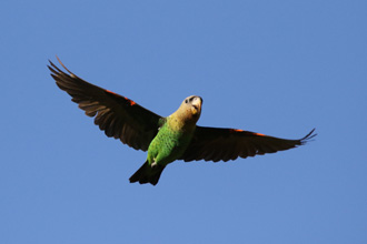 The Cape Parrot Project
