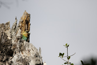 The Cape Parrot Project