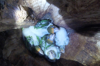 The Cape Parrot Project