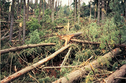 Tornadoes and Serpents