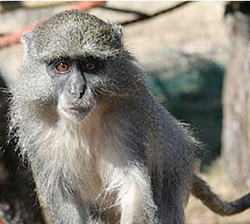Samango Monkeys