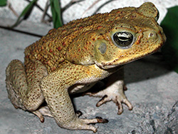 Samangos & Toads of Hogsback