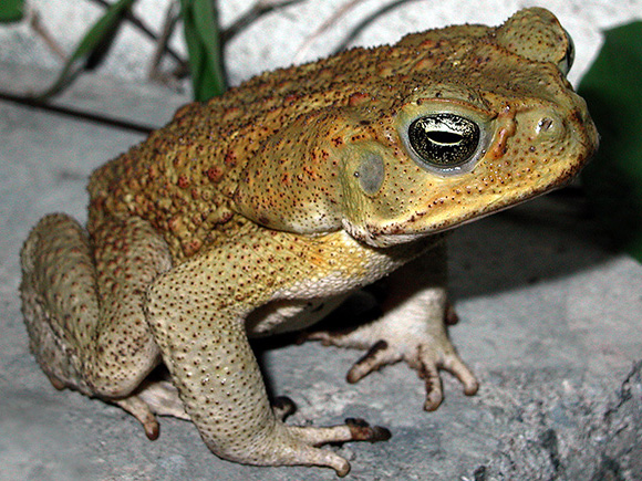 Toad