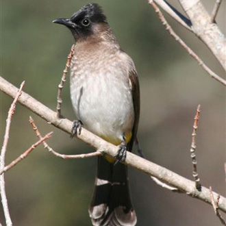 Dark-Capped Bulbul