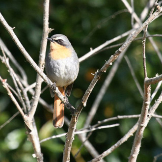 Cape Robin-Chat