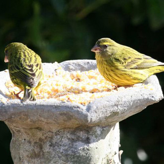 Forest Canary