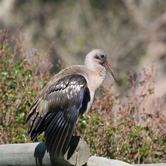Hadeda Ibis