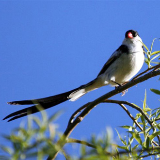 Pin-Tailed Whydah