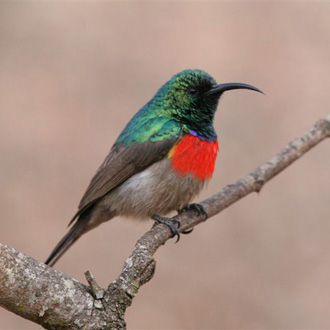 Greater Double-Collared Sunbird