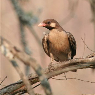 Greater Honeyguide