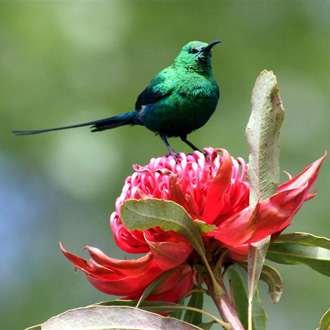 Malachite Sunbird