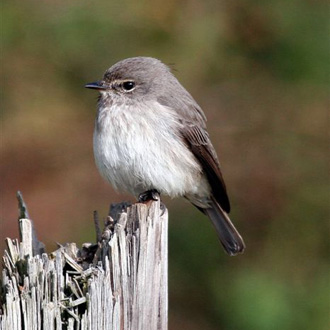 African Dusky Flycatcher