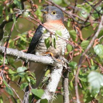 Red-Chested Cuckoo (Piet My Vrou)