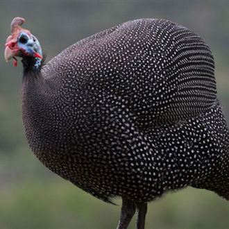 Helmeted Guinea Fowl