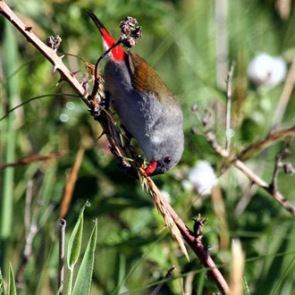 Swee Waxbill
