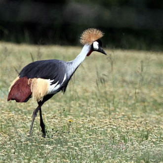 Grey-Crowned Crane