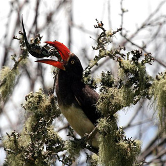 Crowned Hornbill