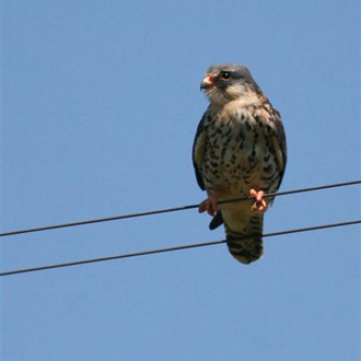 Amur Falcon (Female)