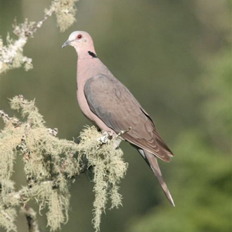 Red-Eyed Dove