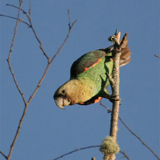 Cape Parrot
