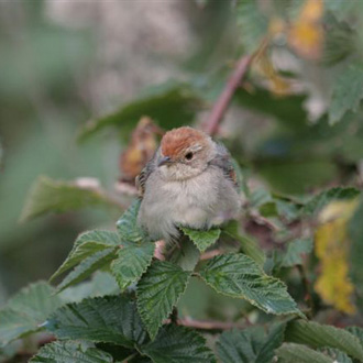 Lazy Cisticola