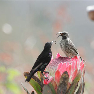 Amethyst Sunbirds (Male & Female)