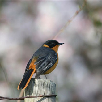 Chorister Robin