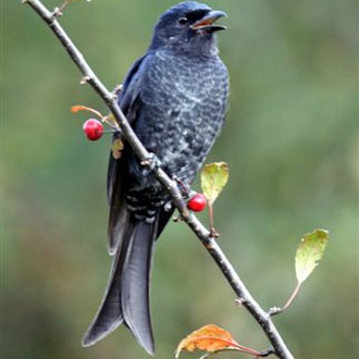 Fork-Tailed Drongo